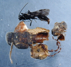 Goeridae-Agriotypus armatus-40002