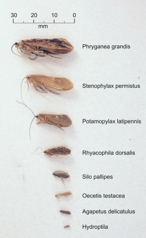 Grenvergleich verschiedener Kcherfliegenarten  (Foto: P.J. Neu)