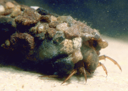 Larve von Potamophylax cingulatus mit Kcher aus kleinen Steinchen (Foto: P.J. Neu)