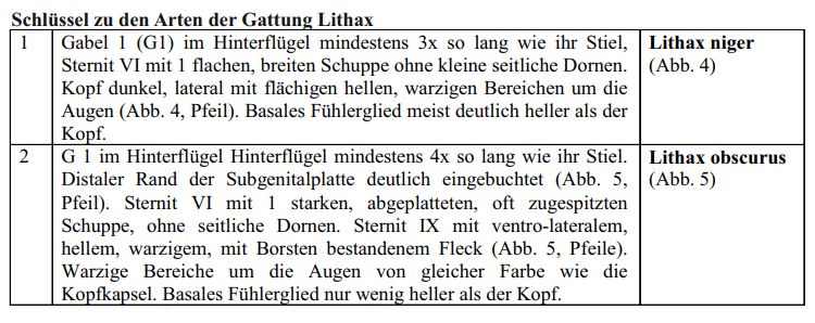 Bestimmungsschl�ssel Silo- und Lithax-Weibchen 2022-1b