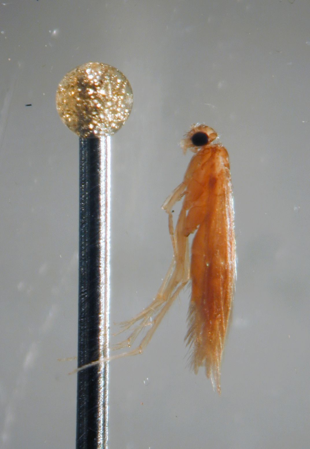 Hydroptilidae Groesse Vergl