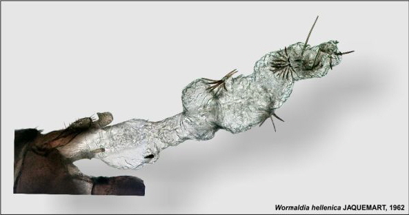 Abb 04 Wormaldia hellenica MNE Velo Ibra-Foto1