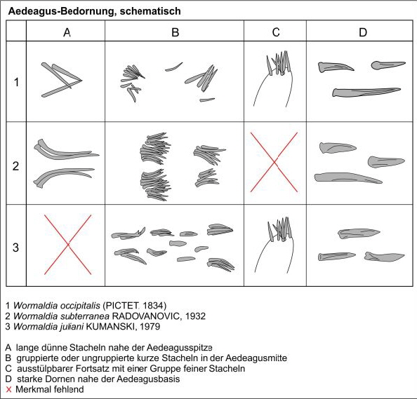 Abb 05 Wormaldia Aedeagus Bedornung Schema 601
