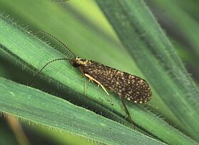 Cyrnus trimaculatus Imago. Foto: B. Eiseler