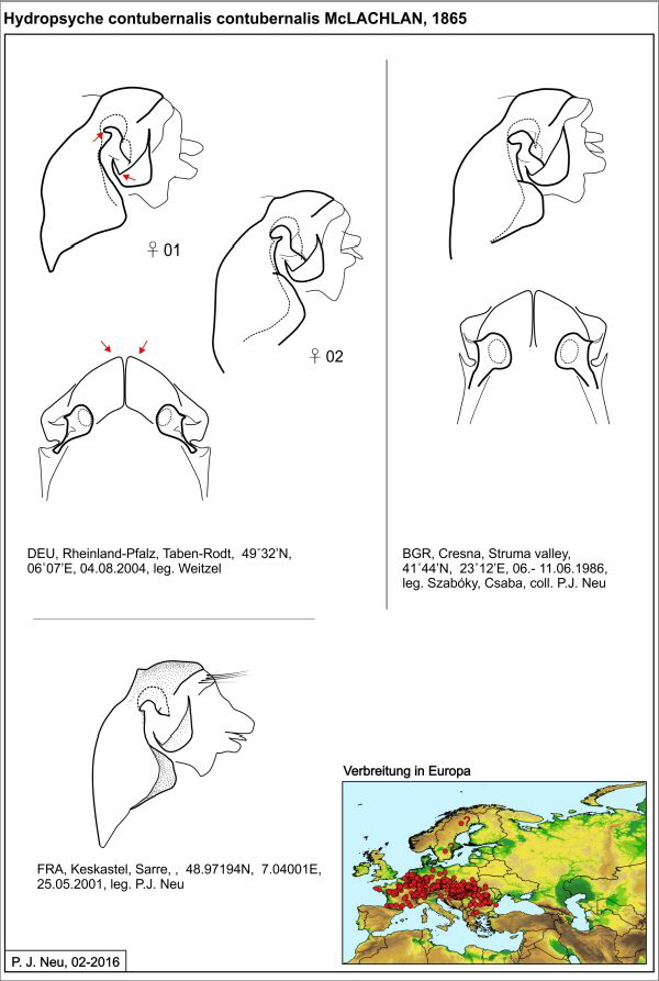 Hydropsyche cont cont W draw