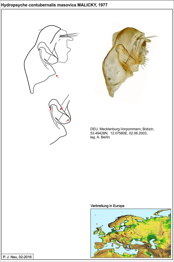 Hydropsyche cont masov W draw1