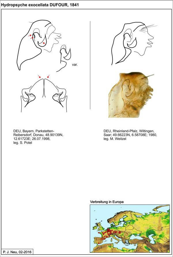 Hydropsyche exocellata W draw2