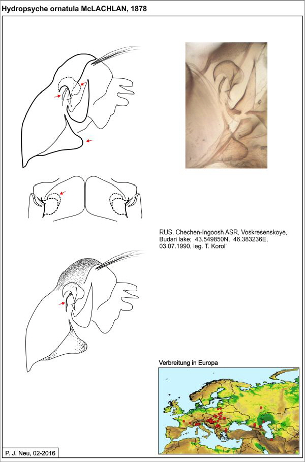 Hydropsyche ornatula W draw1
