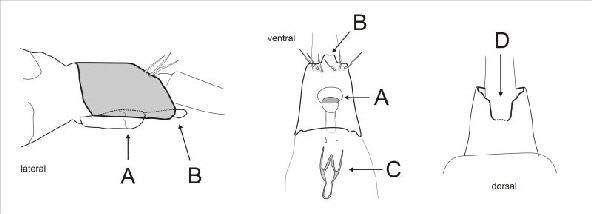 Hydroptila-Weibchen Merkmale