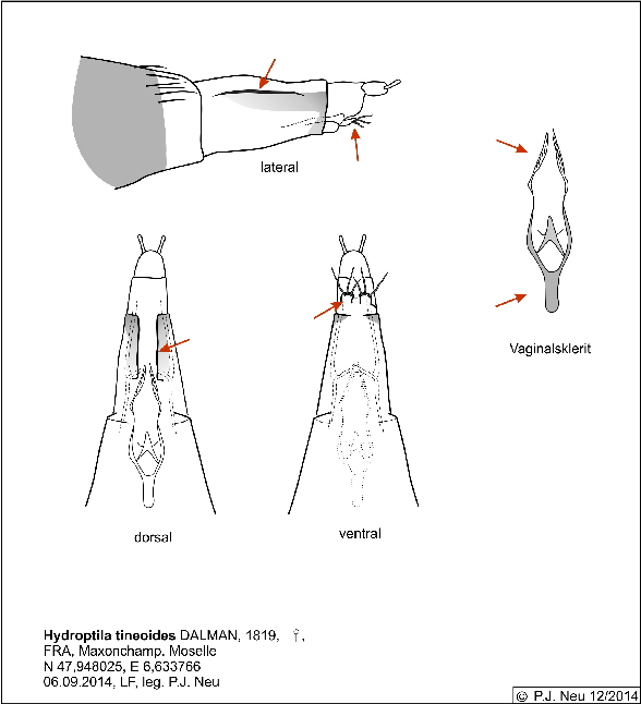 Hydroptila tineoides Weibchen