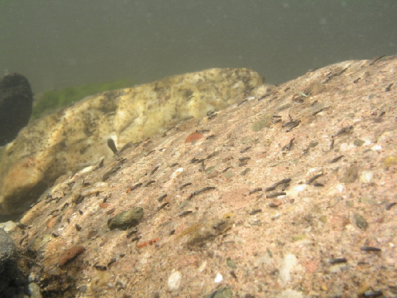 Micrasema-Kolonnie Ruwer 27042008-680