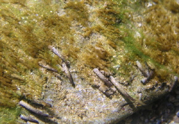 Micrasema-Larven-02-680