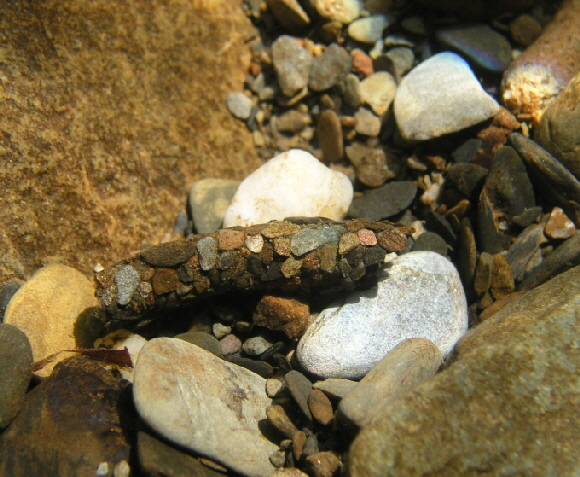 Potamophylax-Larve-680