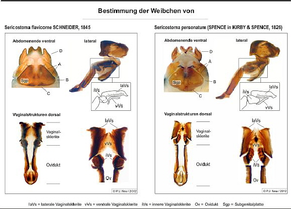 Differenzierung mitteleurop�ischer Sericostoma-Weibchen