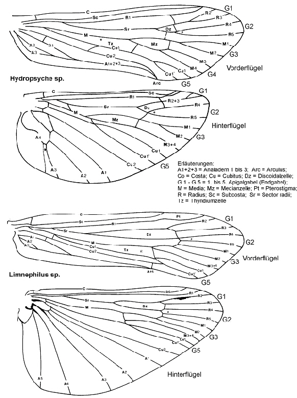 Terminologie-IM-0302 Terminologie-IM-0302