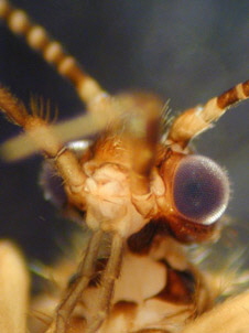 Portrait von Adicella sp. Die Köcherfliegen besitzen keinen Rollrüssel, wodurch sie leicht von Faltern (Lepidoptera) unterschieden werden können. (Foto: P.J. Neu)) Portrait von Adicella sp. Die Köcherfliegen besitzen keinen Rollrüssel, wodurch sie leicht von Faltern (Lepidoptera) unterschieden werden können. (Foto: P.J. Neu))