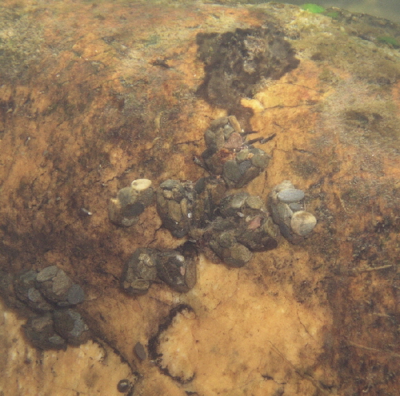 Weidefl�chen-01-680